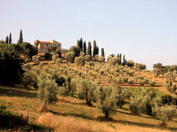 Paysages toscans typiques à la tombée du jour, en Italie