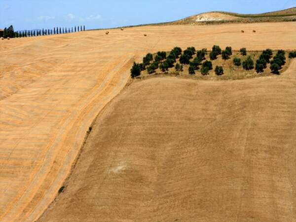 Terre couleur or dans la campagne toscane, en Italie