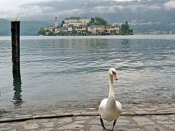 Cygne de San Giulio, sur le lac d'Orta, en Italie
