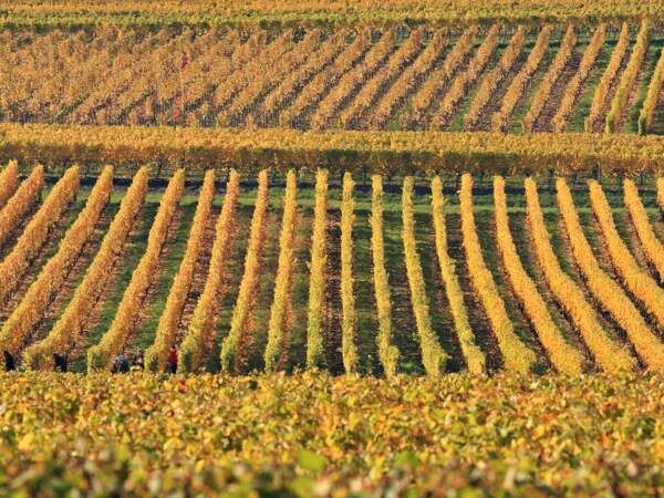 Alignement de vignes, vignoble de Wolxheim, Bas-Rhin, Alsace, France