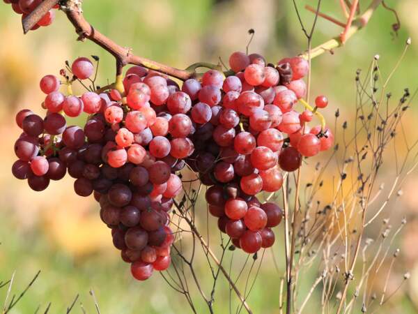 Grappe de raisin, vignoble de Wolxheim, Bas-Rhin, Alsace, France