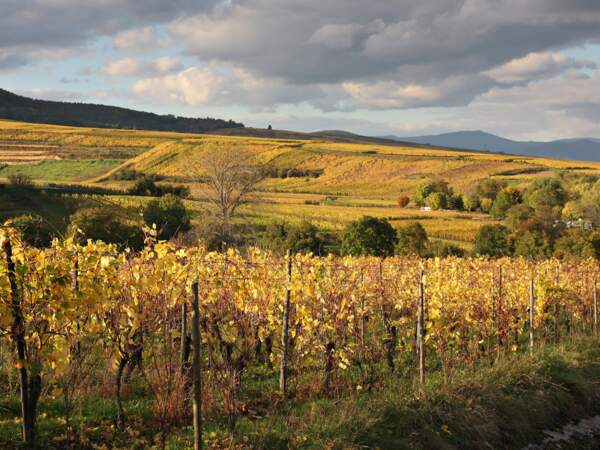 Vignoble sur les hauteurs d’Eguisheim, Haut-Rhin, Alsace France