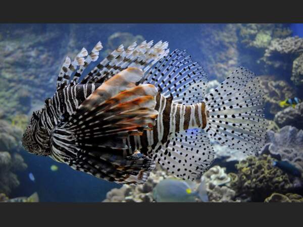 Aquarium des lagons à Nouméa, en Nouvelle-Calédonie