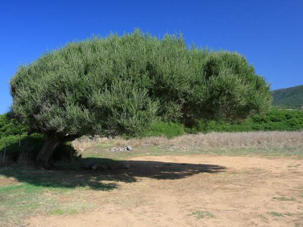 Un arbre qui a poussé malgré le vent à Capo Pecora, en Sardaigne, en Italie.