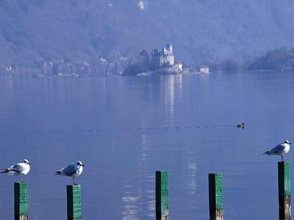 Oiseaux sur le lac d’Annecy, en Rhône-Alpes