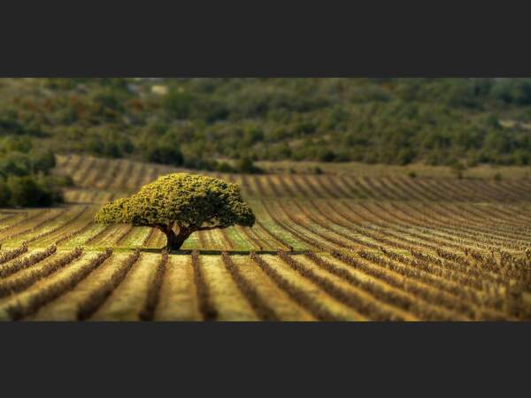 Arbre au milieu des vignes, Opoul-Périllos, Languedoc-Roussillon, France