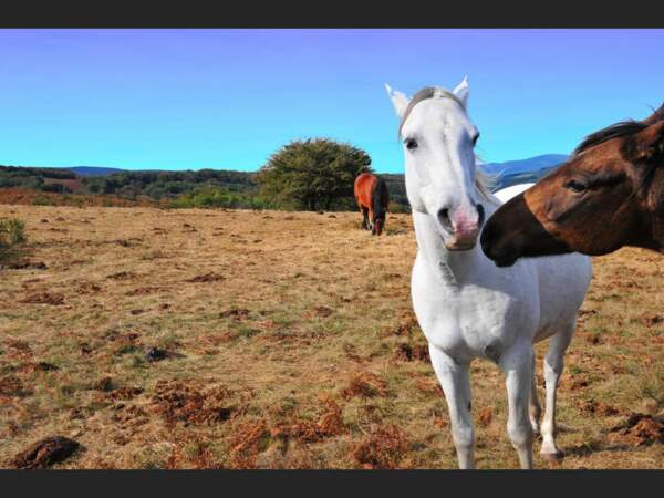 Ces deux chevaux semblent se faire des bisous dans le col de la Bane, dans l’Hérault. 