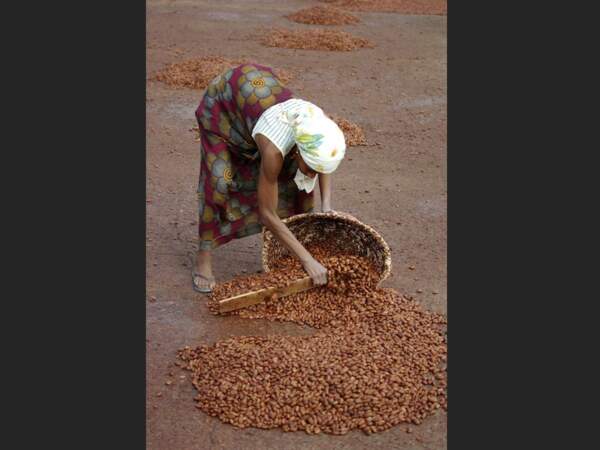 Ramassage des fèves de cacao dans la région d’Ambanja, à Madagascar