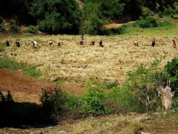 Récolte du riz dans le nord de Madagascar