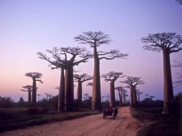 L’allée des baobabs à Morondava, à Madagascar
