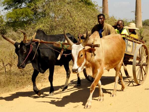Char à bœufs dans la région de Morondova, à Madagascar