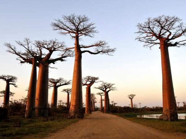 L’Allée des baobabs, à Madagascar