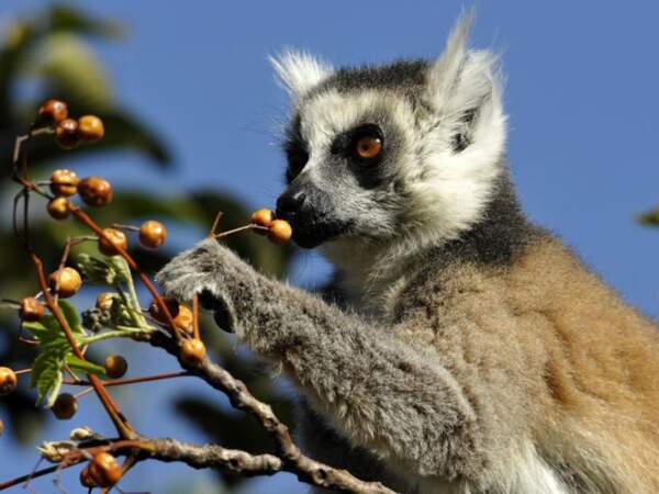 Lémurien, à Madagascar