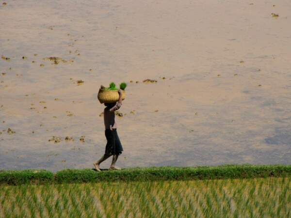 Un agriculteur transporte des plants de riz dans une rizière des hauts plateaux, à Madagascar.