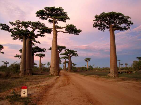 L’allée des baobabs, à Madagascar. 