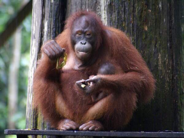 Une femelle orang-outan dans le centre de Sepilok, à Bornéo, en Malaisie