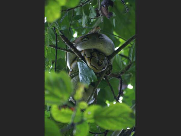 Un python dans la forêt de Kinabatangan à Bornéo, en Malaisie