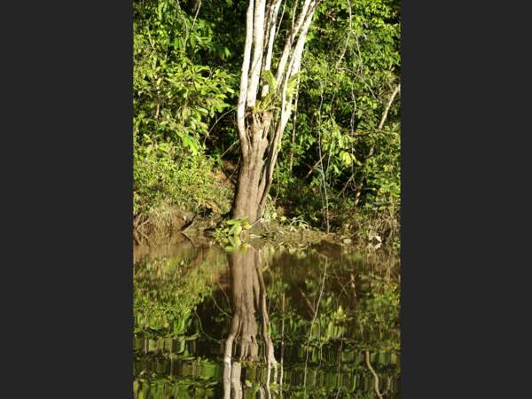 Reflet d’un arbre sur les rives du Kinabatangan à Bornéo, en Malaisie