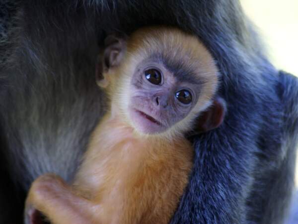 Semnopithèque à coiffe du Labuk Bay Proboscis Monkey Sanctuary à Bornéo, en Malaisie