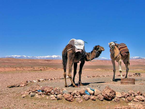 Des dromadaires dans la région de Ouarzazate, au Maroc