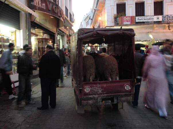 Moutons, Tanger, Maroc