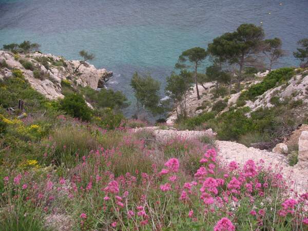 Au printemps, la calanque de Sormiou, au sud de Marseille, se couvre de fleurs (France).