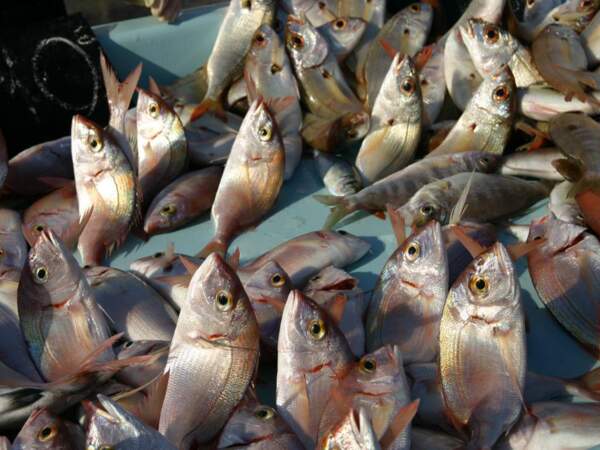 Etal de poissons sur le Vieux Port de Marseille, en Provence-Alpes-Côtes d’Azur, en France