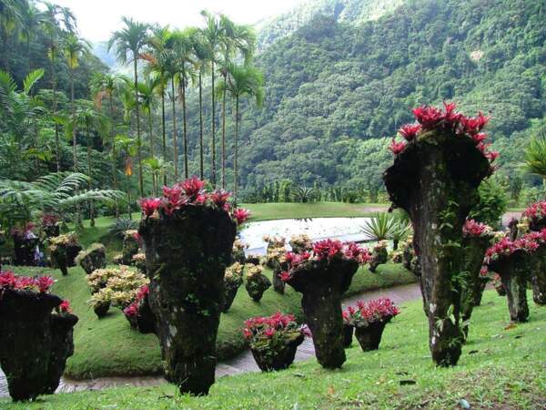Plantes tropicales du Jardin de Balata, Martinique