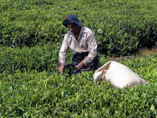 Plantation de thé sur l'île Maurice