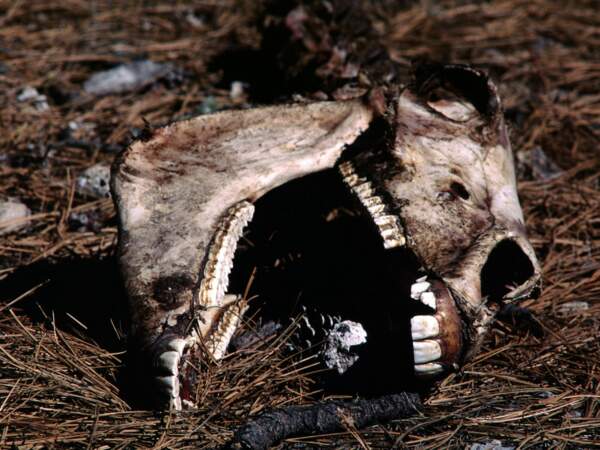 Le crâne d’un cheval laissé à l’abandon dans les environs de Creel, Sierra Tarahumara, Mexique