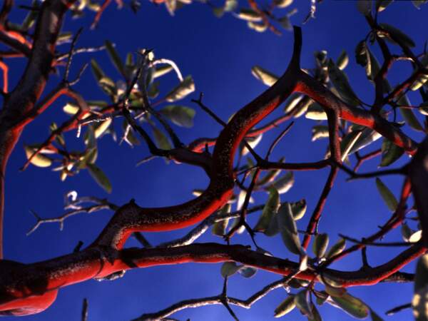 Branches rouges d’une sorte d’arbousier dans la Sierra Tarahumara, au Mexique
