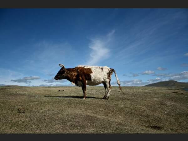 Une vache au bord du lac de Tsagaannuur, dans la province de Khövsgöl, au nord de la Mongolie.