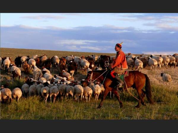 Un cavalier en tenue traditionnelle rassemblant son troupeau, en Mongolie.