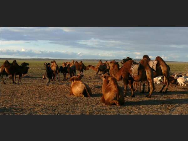 C’est évidemment à dos de chameau que l’exploration du désert de Gobi, en Mongolie, est la plus facile.