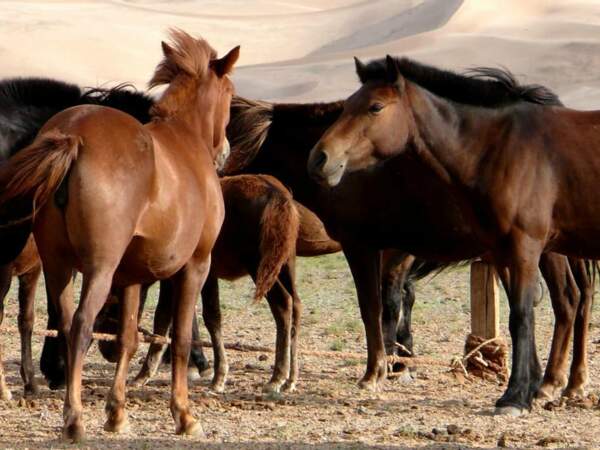 Les chevaux sont indispensables au quotidien de la population en Mongolie.