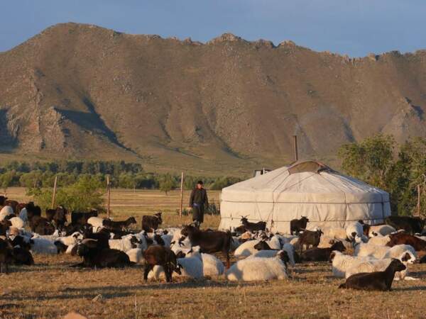 Un éleveur s'active autour de son troupeau au petit matin, dans la vallée de la Selenge (Mongolie). 