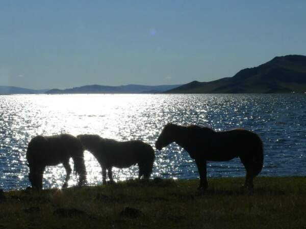 Silhouettes de chevaux devant le lac Blanc, en Mongolie.