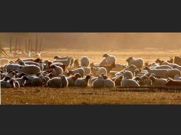 Troupeau de chèvres et de moutons à l'aube, en Mongolie. 