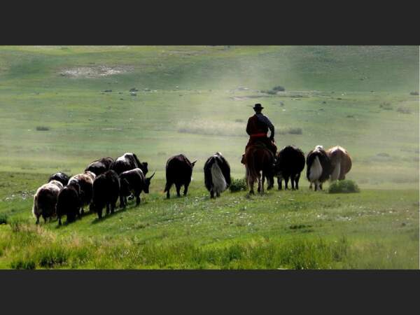 Homme conduisant son troupeau de yacks à travers la plaine, dans la région d'Oulan Bator, en Mongolie. 