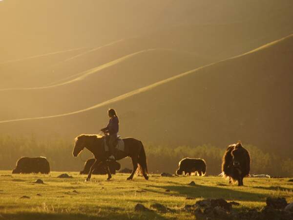Traite du bétail en Mongolie