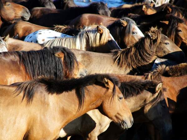 Troupeau de chevaux en Mongolie