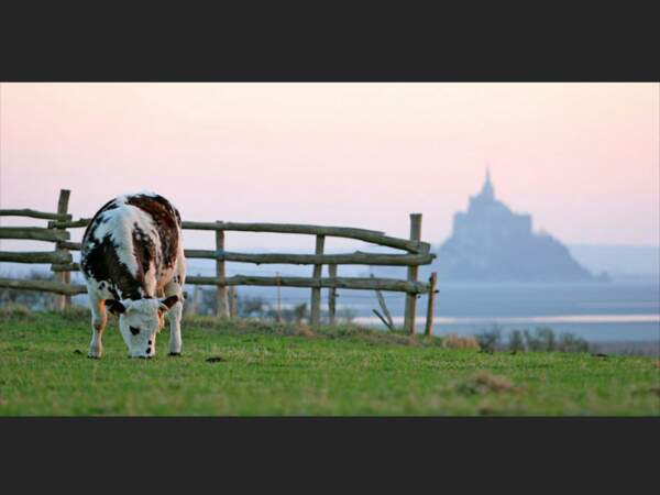 Une vache broute non loin du  Mont-Saint-Michel, en Normandie (France).