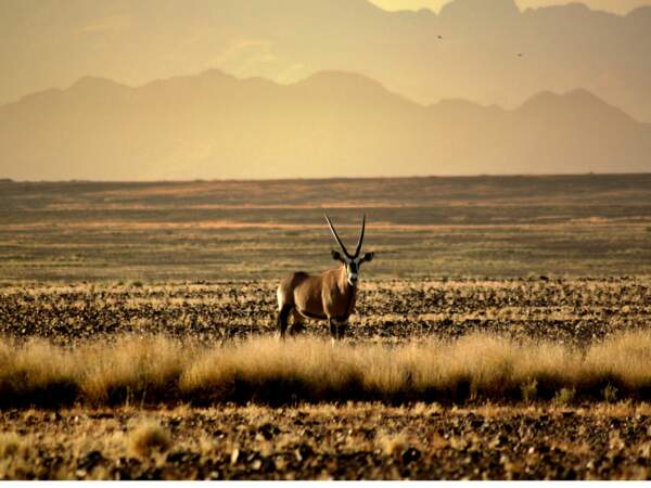 Un oryx gazelle (gemsbok), dans le désert du Namib, Namibie