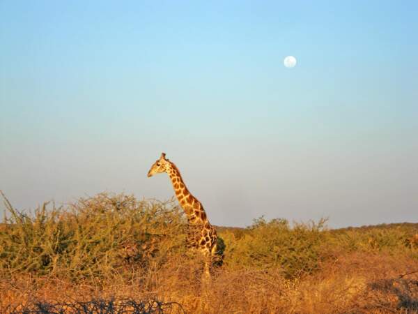 Girafe en Namibie