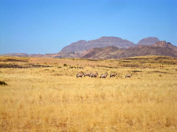 Oryx dans les plaines de Namibie