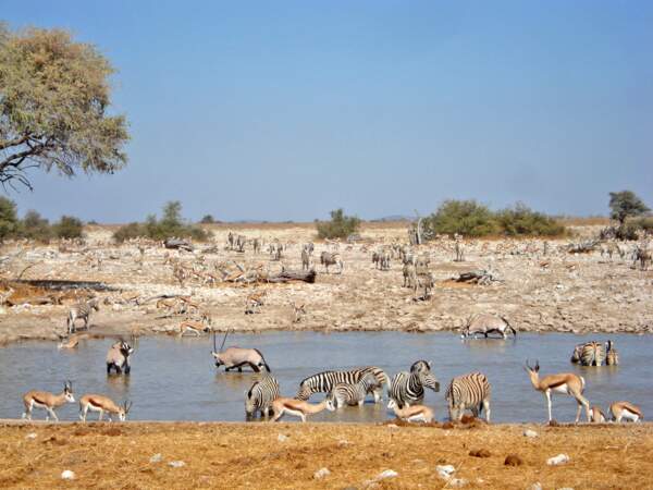Scène de vie animale en Namibie