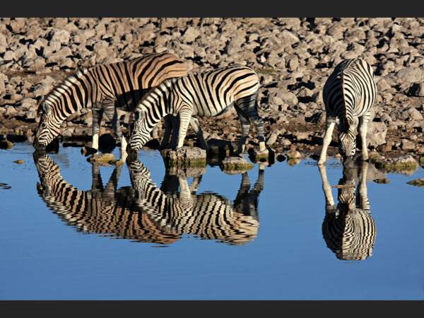 Parc National d’Etosha en Namibie.