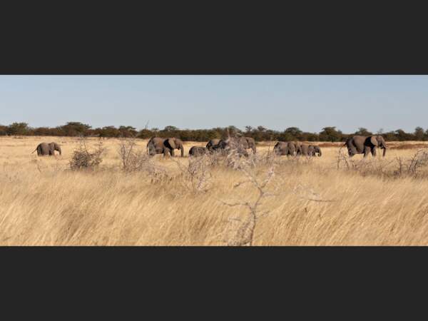 Famille d’éléphants dans le Parc National d’Etosha, en Namibie.