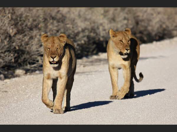 Deux lionnes dans le Parc National d’Etosha, en Namibie.