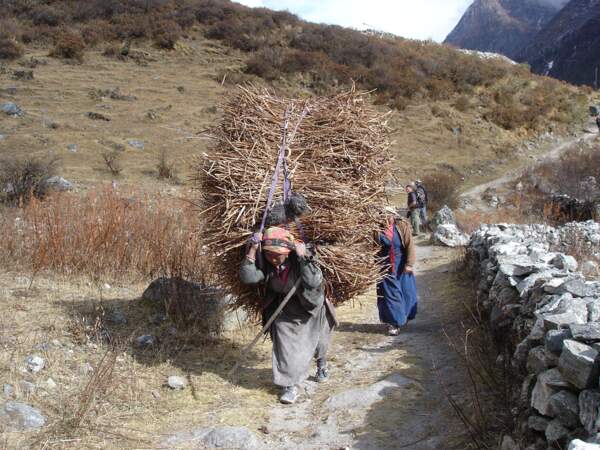 Femmes portant du bois, Népal